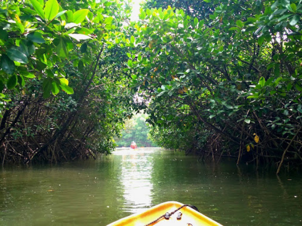 Top Mangrove Boating in Kundapura